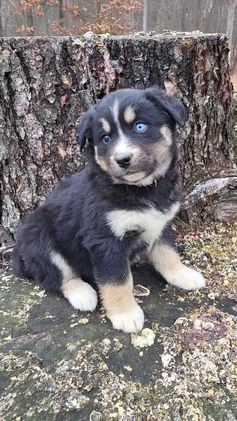 Mixed Breed dogs for sale: Lula - Video 1