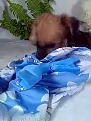 Shorkie dogs for sale: Gia - Video 1