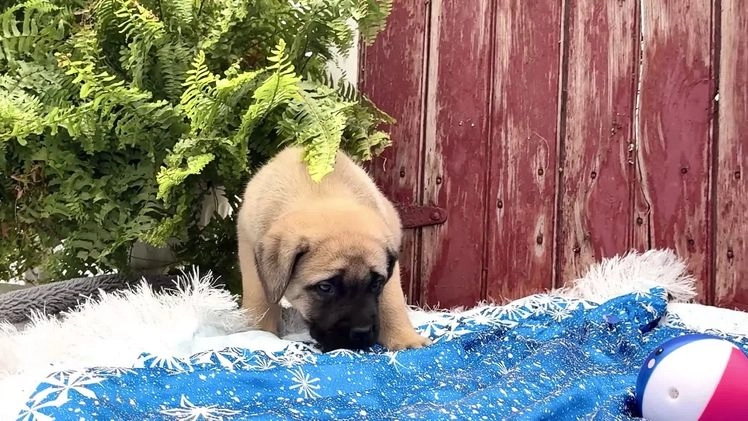English Mastiff dogs for sale: Zeke - Video 1