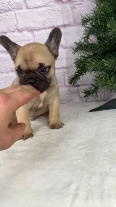 French Bulldog dogs for sale: Kyle - Video 1