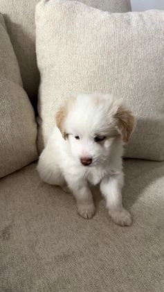 Mixed Breed dogs for sale: Cozey - Video 1