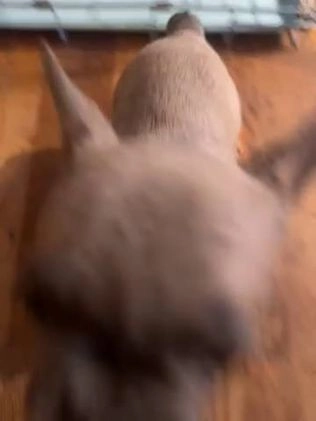 French Bulldog dogs for sale: Dexter - Video 1