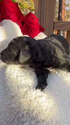 Goldendoodle dogs for sale: Coal - Video 1