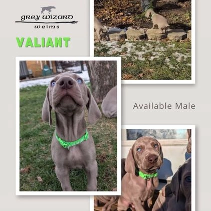 Weimaraner dogs for sale: Valiant - Video 1