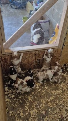 Brittany Spaniel dogs for sale: Pluto - Video 1