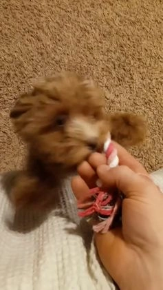 Havapoo dogs for sale: Ember 🌷👨‍👨‍👧‍👦💞🐕 - Video 2