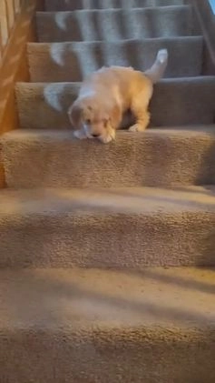 Goldendoodle dogs for sale: Goldendoodle Puppy Collar Pink - Video 4