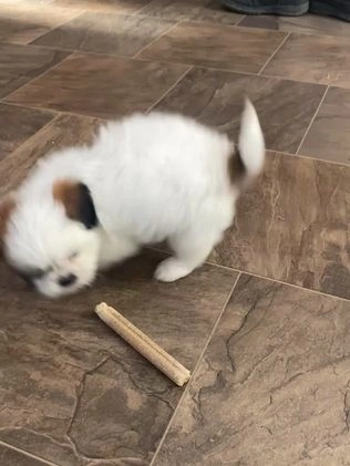 Mixed Breed dogs for sale: Posie  - Video 1