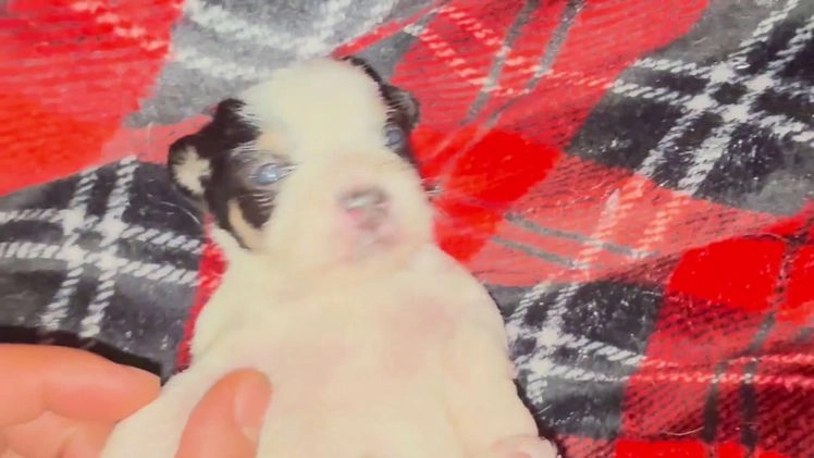 Mixed Breed dogs for sale: Princess  - Video 1