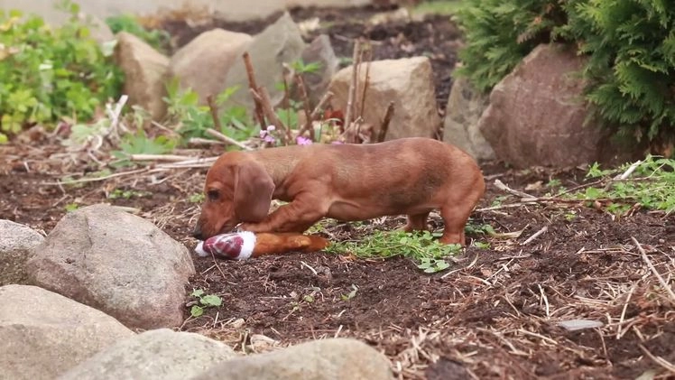 Miniature Dachshund dogs for sale: Rory - Video 1