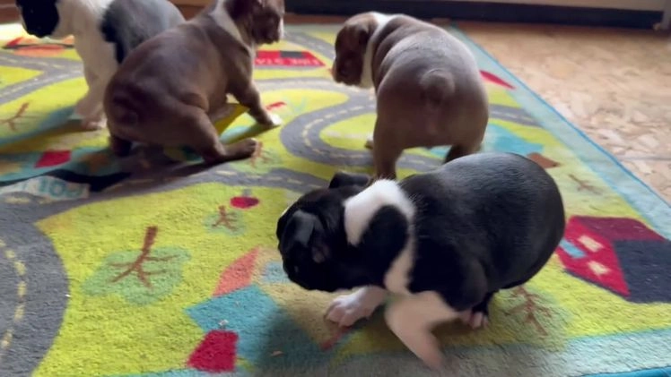 Boston Terrier dogs for sale: Mittens  - Video 1