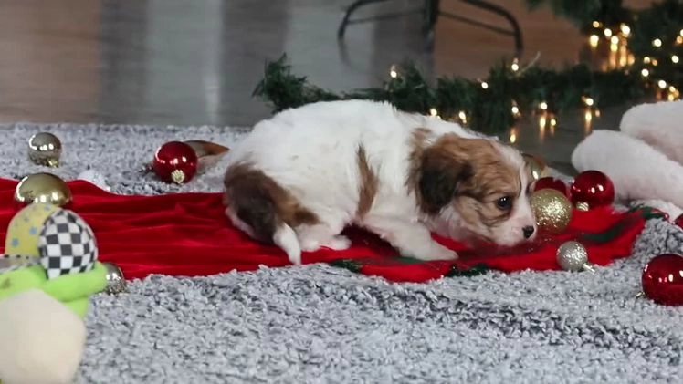 Cavachon dogs for sale: Sunshine  - Video 1