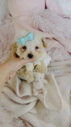 Toy Poodle dogs for sale: Toy Poodle Puppy 2 - Video 1