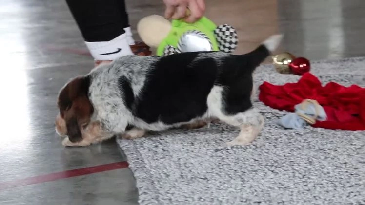 Beagle dogs for sale: Noah - Video 1