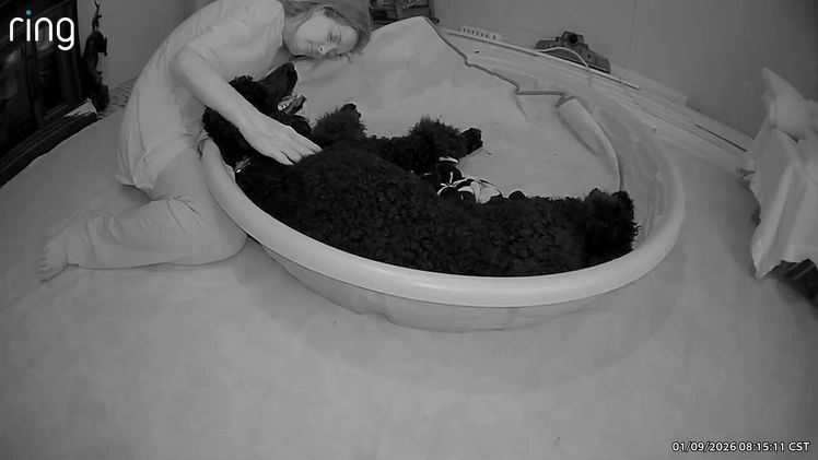 Goldendoodle dogs for sale: Ranger F1B  - Video 2