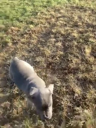 Cane Corso dogs for sale: Rosy Cane Corso Puppy 4  - Video 1