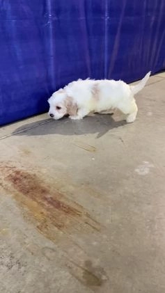 Cockapoo dogs for sale: Ace - Video 3