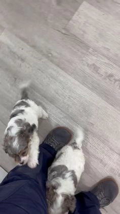 Cavapoo dogs for sale: Twinkie - Video 3