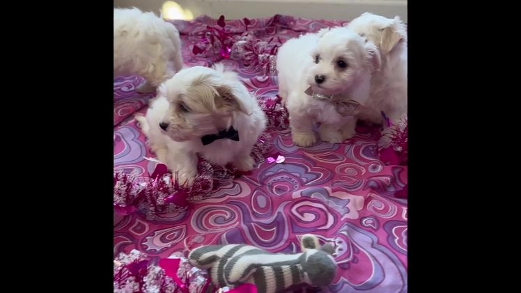 Maltese dogs for sale: Cara - Video 1