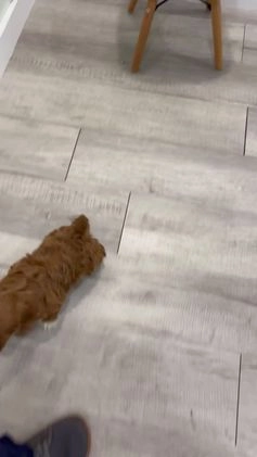Cavapoo dogs for sale: Oliver - Video 1