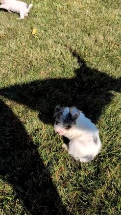 Mixed Breed dogs for sale: Nala - Video 2