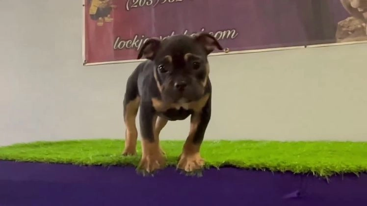 American Bully dogs for sale: Jinxy - Video 4
