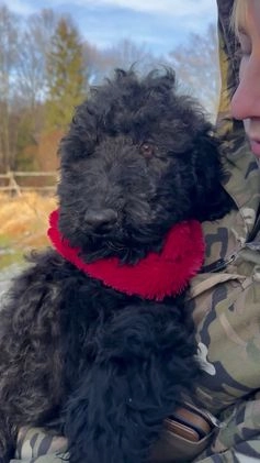 Standard Poodle dogs for sale: Cole - Video 2