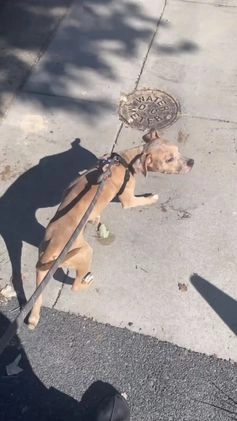 Mixed Breed dogs for sale: Tiger - Video 1