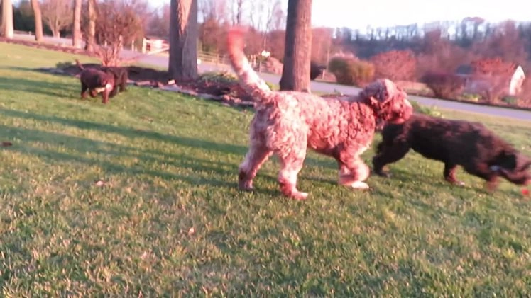 Portuguese Water Dog dogs for sale: Cody - Video 3
