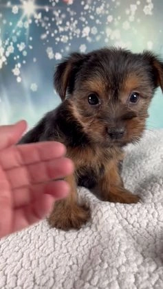 Morkie dogs for sale: Bella - Video 1