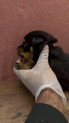 Rottweiler dogs for sale: Bruno  - Video 1