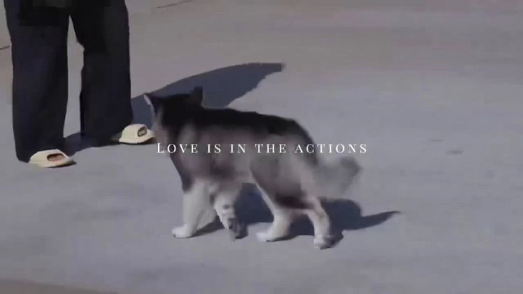 Alaskan Malamute dogs for sale: Dong Dong - Video 3