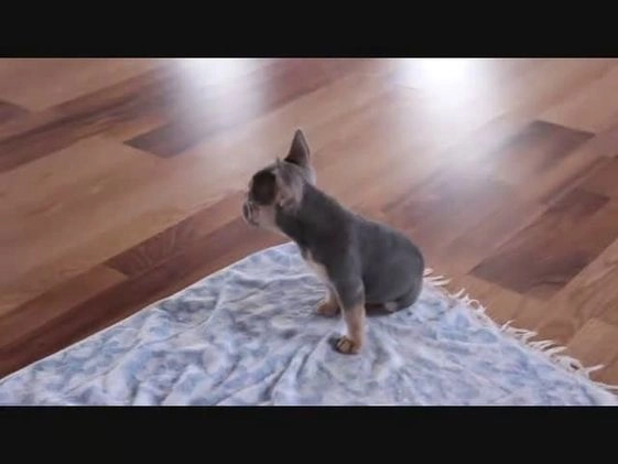 French Bulldog dogs for sale: Savannah - Video 1