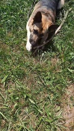 German Shepherd dogs for sale: Diamond - Video 2