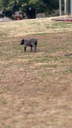 Cane Corso dogs for sale: Ash - Video 1