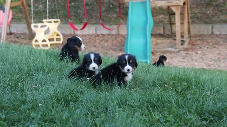 Bernese Mountain Dog dogs for sale: Jenny - Video 2