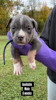 American Bully dogs for sale: Cookie Monster  - Video 4