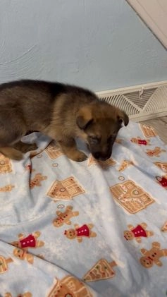 German Shepherd dogs for sale: Rex - Video 1