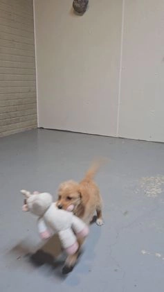 Mini Aussiedoodle dogs for sale: Ariel  - Video 1