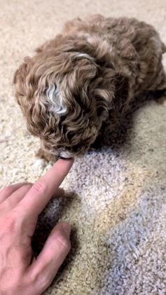 Miniature Poodle dogs for sale: Hudson - Video 1