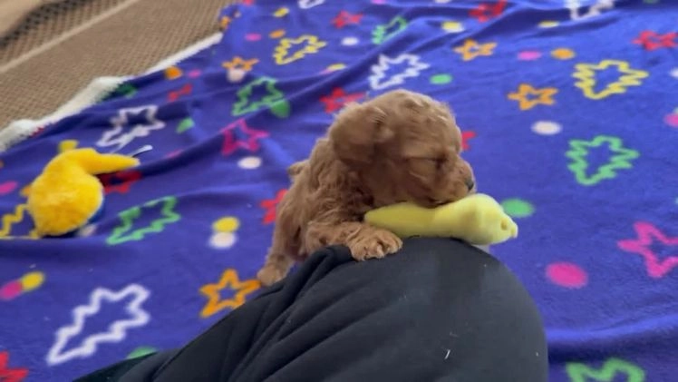 Toy Poodle dogs for sale: Tyson - Video 1
