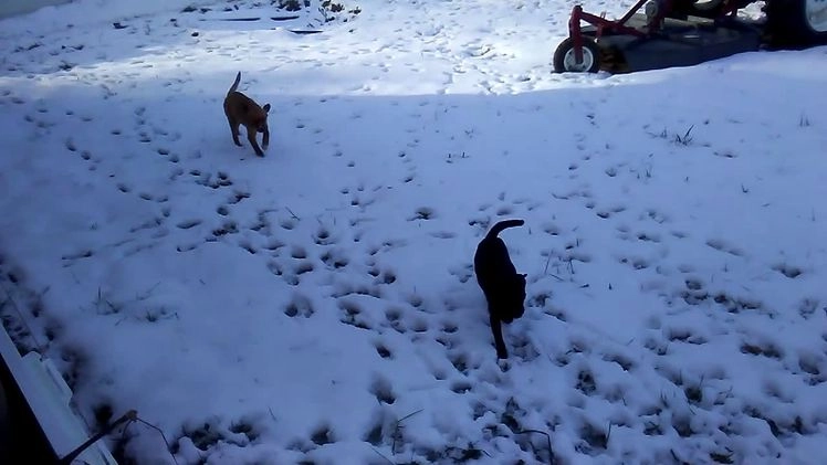 Mixed Breed dogs for sale: Fussy - Video 1