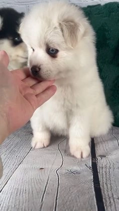 Pomsky dogs for sale: Gina - Video 3