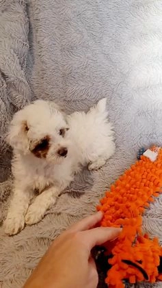 Miniature Poodle dogs for sale: Echo  - Video 1