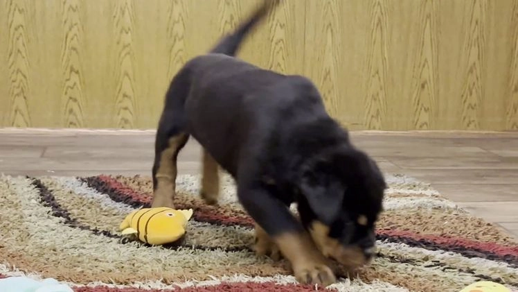 Rottweiler dogs for sale: Rex - Video 1