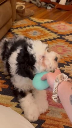 Mini Bernedoodle dogs for sale: Miles - Video 1