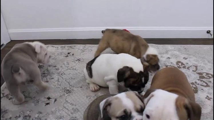 English Bulldog dogs for sale: Roza - Video 1