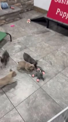 French Bulldog dogs for sale: Stella - Video 1