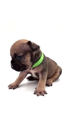 French Bulldog dogs for sale: French Bulldog Puppy 4 - Video 1