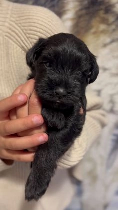 Miniature Schnauzer dogs for sale: Miniature Schnauzer Puppy 3 - Video 3